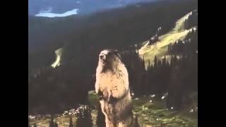 marmot scream [upl. by Tudela]