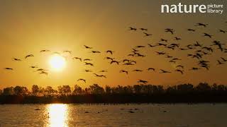 Flock of Greater flamingos flying over lagoon at dawn with sun behind Donana National Park Spain [upl. by Demodena]