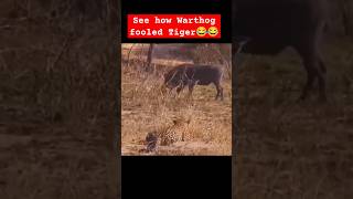 Wildlife  Wild boar 🐗 fooled Tiger 🐅🐯😂😂 wildlife tiger animals [upl. by Palestine]