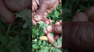 నేల ఉసిరి మీకు తెలుసా plants farming farmer plantslover trees trending tatha krithvi [upl. by Pantin]