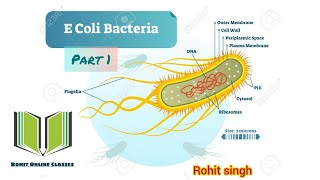 E Coli Escherichia coli  Microbiology part 1 [upl. by Merta]