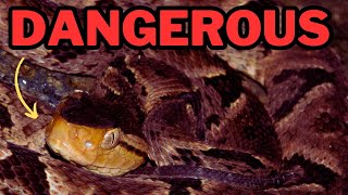 The most DANGEROUS snake in South America FerdeLance [upl. by Ocsisnarf]