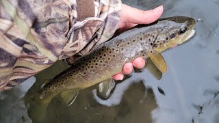 New Rod  Redington Classic Trout 4 WT [upl. by Robet426]