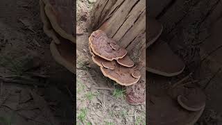 What is this  Ganoderma lucidum [upl. by Hahseram99]