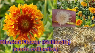 गेलार्डिया फूल के बीज कैसे इकट्ठा करेHow to collect n store Gallardia flower seedBlanket flowers [upl. by Sibilla214]