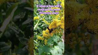 wasp bee moth on yellow flowers insects garden nature [upl. by Carli]