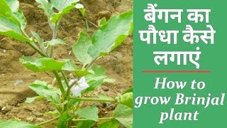 बैंगन का पौधा कैसे लगाएं  How to grow Brinjal plant at home [upl. by Healion]