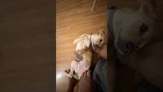 It’s never enough a massage massage petlife pets goodboy rio bellyrub pampertime goa dogs [upl. by Ahsikat]