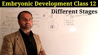 Embryonic development class 12 Biology  stages of development  Human embryonic development [upl. by Auoy]