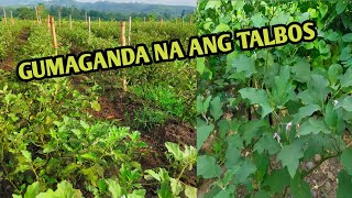 GUMAGANDA NA ANG TALBOS NG ATING TALONG  MABISA ANG INAPLY NATIN NA INSECTICIDES SA WHITEFLIES [upl. by Lesser]