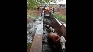 KZN farmer demonstrates cattle dipping process [upl. by Dhu]