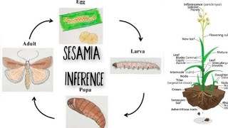 Wheat  Pink Stem Borer  Sesamia inference [upl. by Simara]