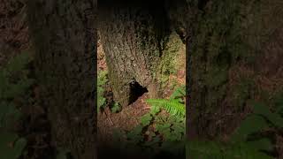 Spooky Treasure Hunt in the Forest  Watch Full Adventure shorts [upl. by Rambow]