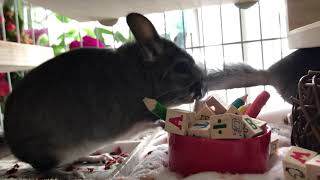 Chinchillas playing chinchilla youtubevideo cute [upl. by Youngran856]