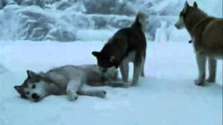 Eight Below Kutyahideg [upl. by Athey]