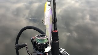 Belly Boat Fishing  Big Pike on Daiwa Duckfin Live Shad Purple Ghost 15cm [upl. by Nosreg]