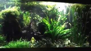 4000L Aquarium mit Salmlern und Skalaren [upl. by Rumilly]