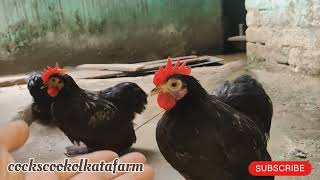 Cochin bantum West Bengal poltryfarm murgi farm business polti murgi farm hen dairyfarm birds [upl. by Newlin769]