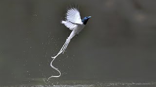 10 Most Beautiful Flycatchers In The World [upl. by Eannaj886]