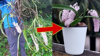 How to grow Orchid Rhynchostylis Retusa plant [upl. by Funch98]