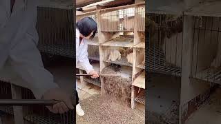 Rabbit cage cleaning process [upl. by Fried16]