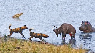 Buck Fighting Wild Dogs amp Hippos Gets Caught by Crocodile [upl. by Naval]