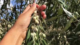 The European Olive TreeOlea europaea Oleaceae family A Closer Look at its Morphology and Habitat [upl. by Lawler]