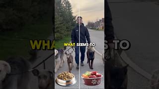 Kibble Vs Raw dog dogtraining doglover dogtrainer pets dogs [upl. by Adaven]