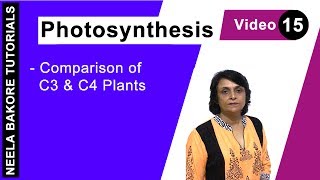 Photosynthesis  NEET  Comparison of C3 amp C4 Plants  Neela Bakore Tutorials [upl. by Namielus]