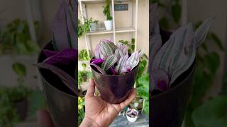 Inch Plant  Tradescantia Zebrina Propagation  How To Propagate Inch Plant shorts gardening [upl. by Anel]