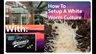 HOW TO Setup a White Worm Culture [upl. by Eiramrebma529]