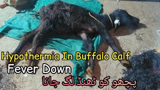 Hypothermia In Buffalo Calf  Fever Down  Hypothermia In Animal  Vet Waqas calf buffalo animals [upl. by Rennie968]