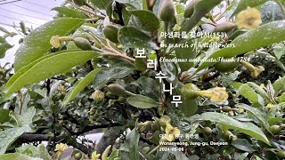 보리수나무 菩提樹 Elaeagnus umbellata 야생화를 찾아서153 in search of wildflowers 대전 원안영 Wonanyeong Daejeon [upl. by Grizelda]