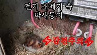 위험에 처한 딱새가족Daurian redstart family in danger [upl. by Anecuza]