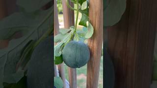 Eliminate the risk of fungal disease by vertically trellising your watermelons off the ground 🍉 [upl. by Otreblif]