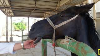 Mental nerve block in horse 🐴 BLOQUEIO do nervo MENTUAL mentoniano em Equinos 🐴caballo [upl. by Orten]