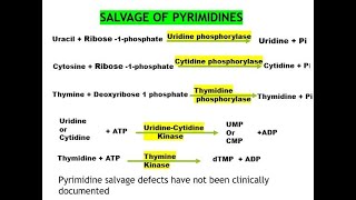 Pyrimidine Orotic aciduria Salvage pathway Catabolism Nucleotide 8 [upl. by Eeresed]