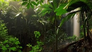 Tribal Jungle Music  Misty Rainforest [upl. by Nissie]