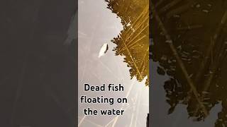 Dead fish floating on the water httpswwwyoutubecomchannelUCdUZ9zKeBkP8oH7ioqpKCeg [upl. by Ttergram]