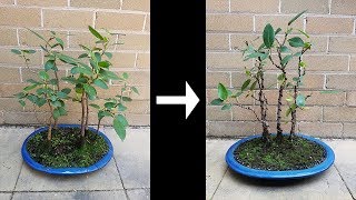 Bonsai Forest Setting Moreton Bay Fig Before and After [upl. by Christopher]