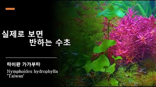 비 오는 날 타이완 가가부타 우산 어떠세요 [upl. by Enawyd]