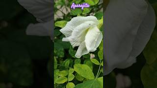 Double petal blue amp white Aparajita flower ytubeshorts plants gardening flowers flowerbasket [upl. by Snow]