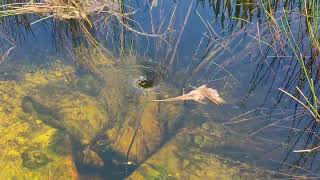 Whirlpool in the Everglades [upl. by Adnola494]