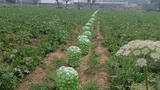 Tamoto🍅  Chappan Kaddu🍐  Pea🎋  Harvesting Weeding  Vlogs [upl. by Enninaej]