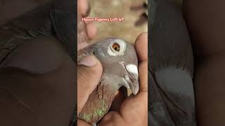 Reacing Homar Pigeon Inbreed PythonStefan Lambrich pigeon [upl. by Kenwrick236]