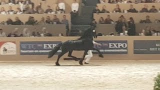 Eise 489 Hengstenkeuring 2017 Faderpaard Friesian horse [upl. by Isidor]