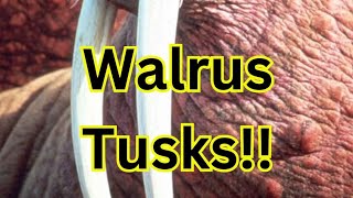 Walrus Tusks [upl. by Llyrad]