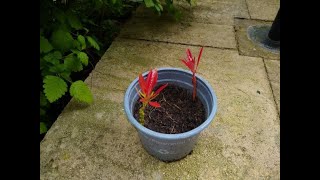 How to Propagate a Pieris Japonica Forest Flame [upl. by Dahle111]