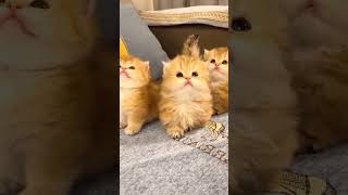 The lovely kittens are really sweet😍😍😍cat catsoftiktok kittycat cutecat funnycat meow for [upl. by Yenar]