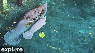 Silver Springs Above Water Manatee Camera powered by EXPLOREorg [upl. by Atis478]